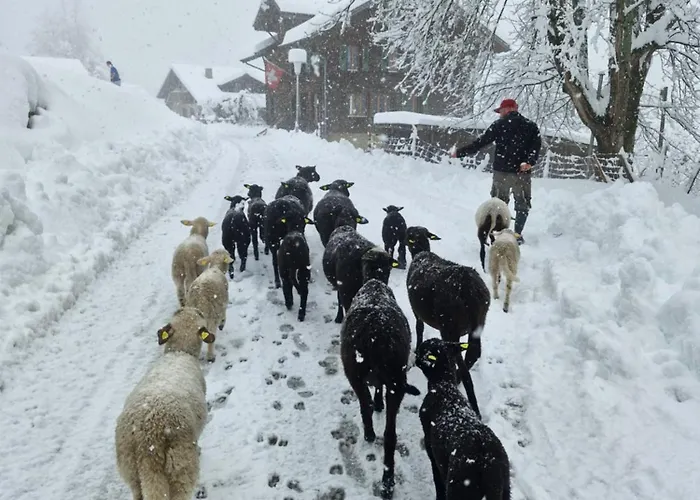 Appartamento Traditional In - Floor